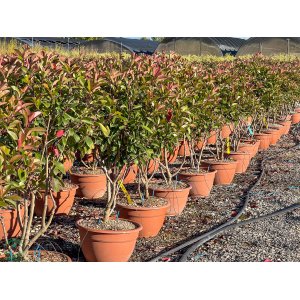 Červienka Fraserova (Photinia × fraseri) ´RED ROBIN´ - výška 80-100 cm, kont. C40L VIACKMENNÝ BONSAJ